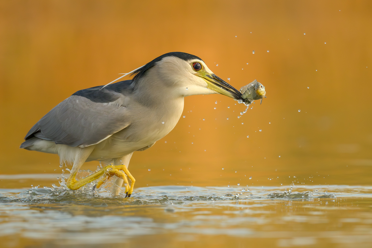 Feather and Fin fishing birds wildlife action photograph 02 by Khaldoon Aldway