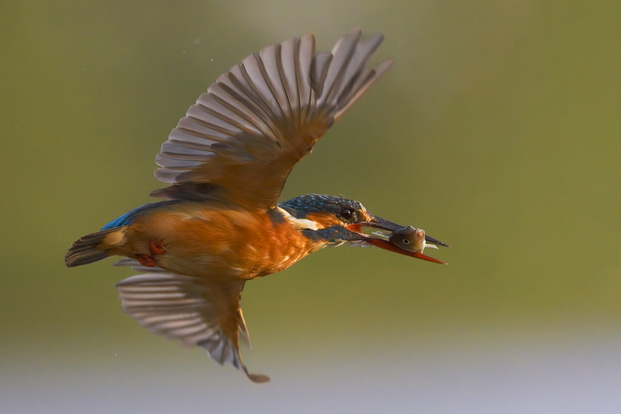 Feather and Fin fishing birds wildlife action photograph 03 by Khaldoon Aldway