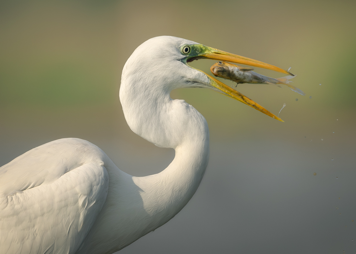 Feather and Fin fishing birds wildlife action photograph 04 by Khaldoon Aldway