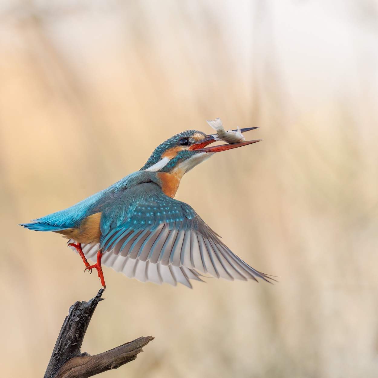 Feather and Fin fishing birds wildlife action photograph 05 by Khaldoon Aldway