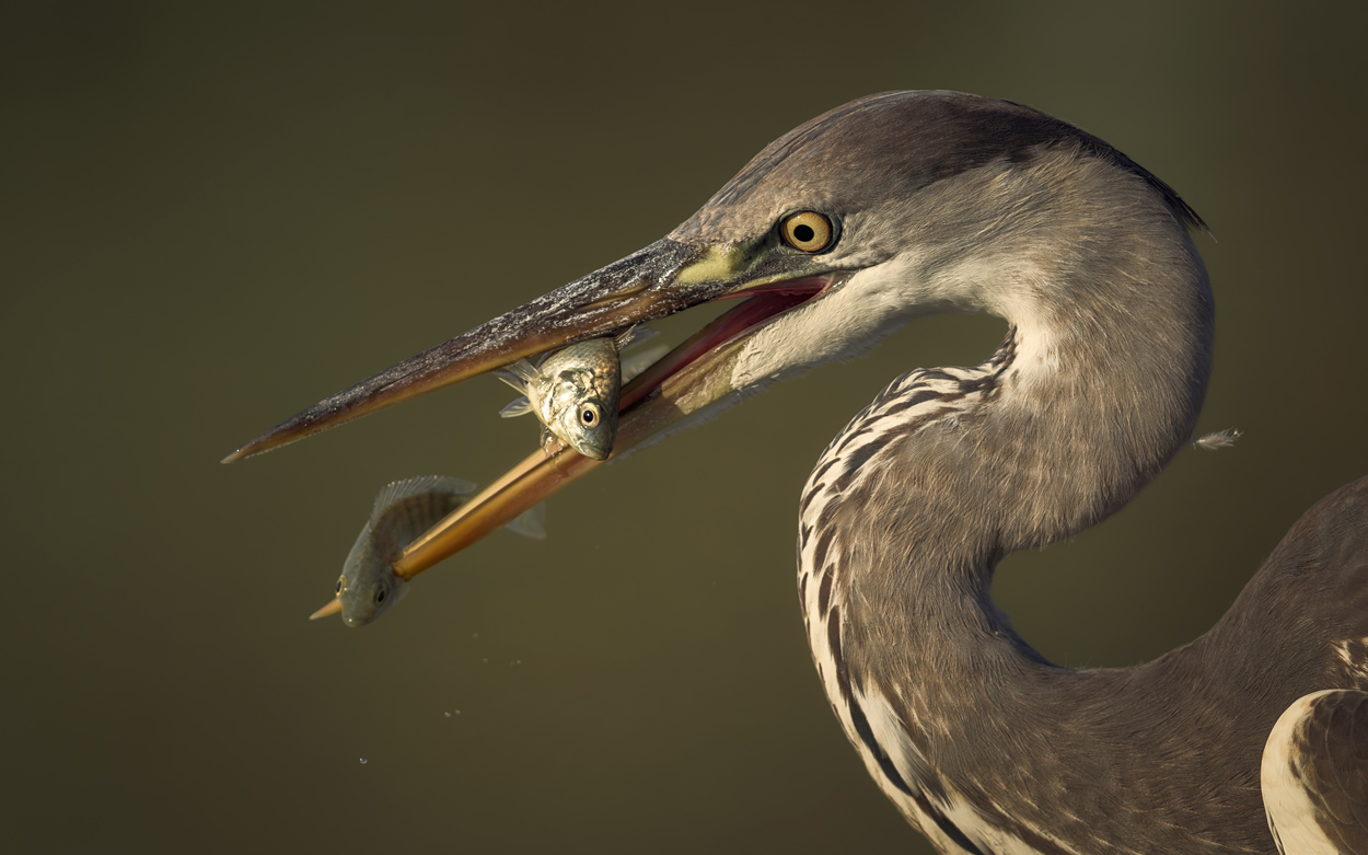 Feather and Fin fishing birds wildlife action photograph 06 by Khaldoon Aldway