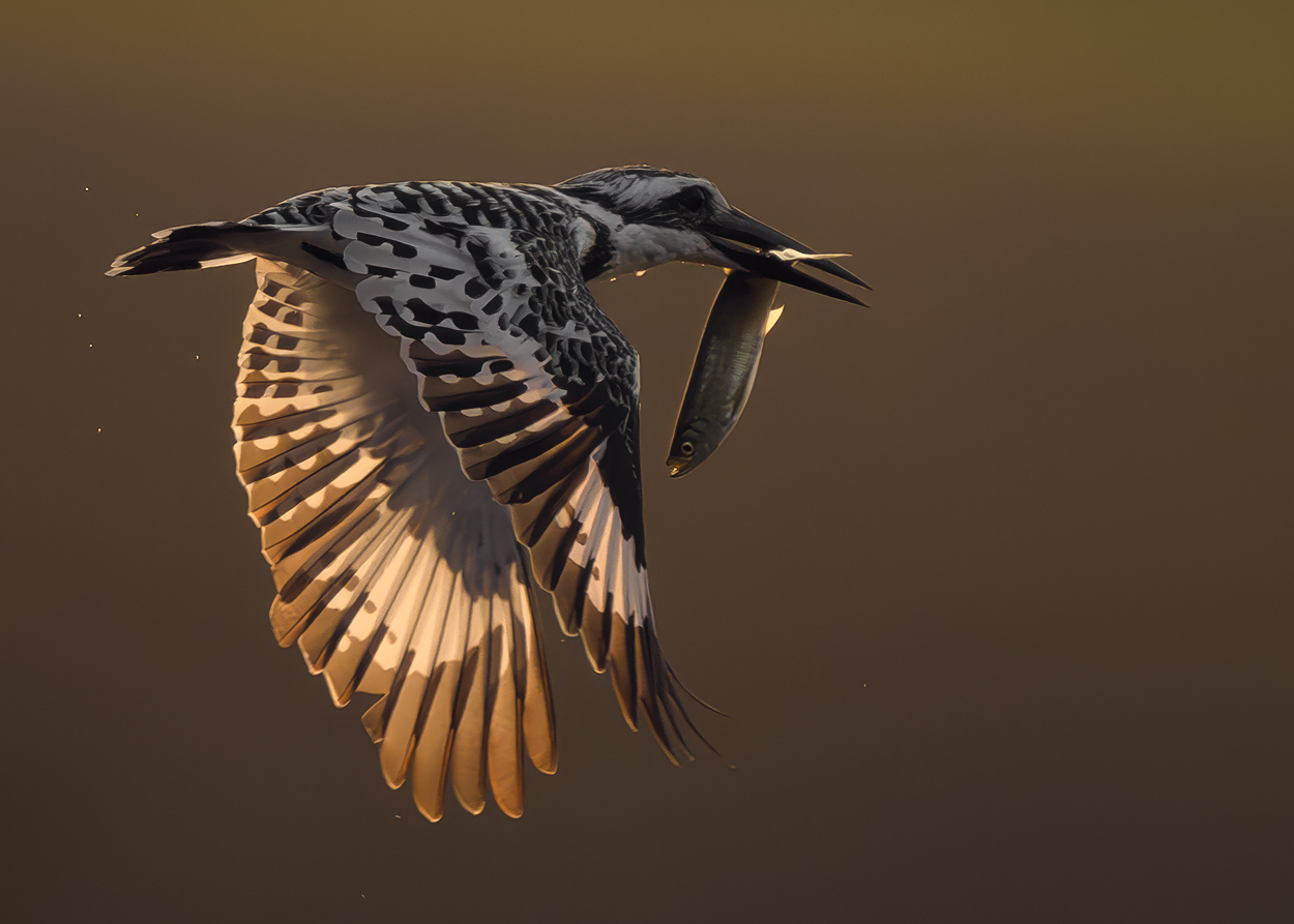Feather and Fin fishing birds wildlife action photograph 07 by Khaldoon Aldway