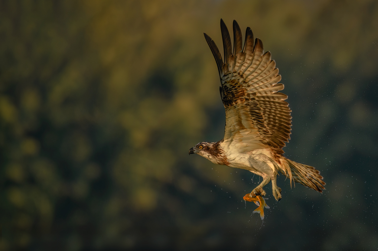 Feather and Fin fishing birds wildlife action photograph 08 by Khaldoon Aldway