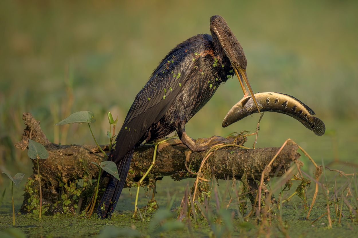Feather and Fin fishing birds wildlife action photograph 09 by Khaldoon Aldway