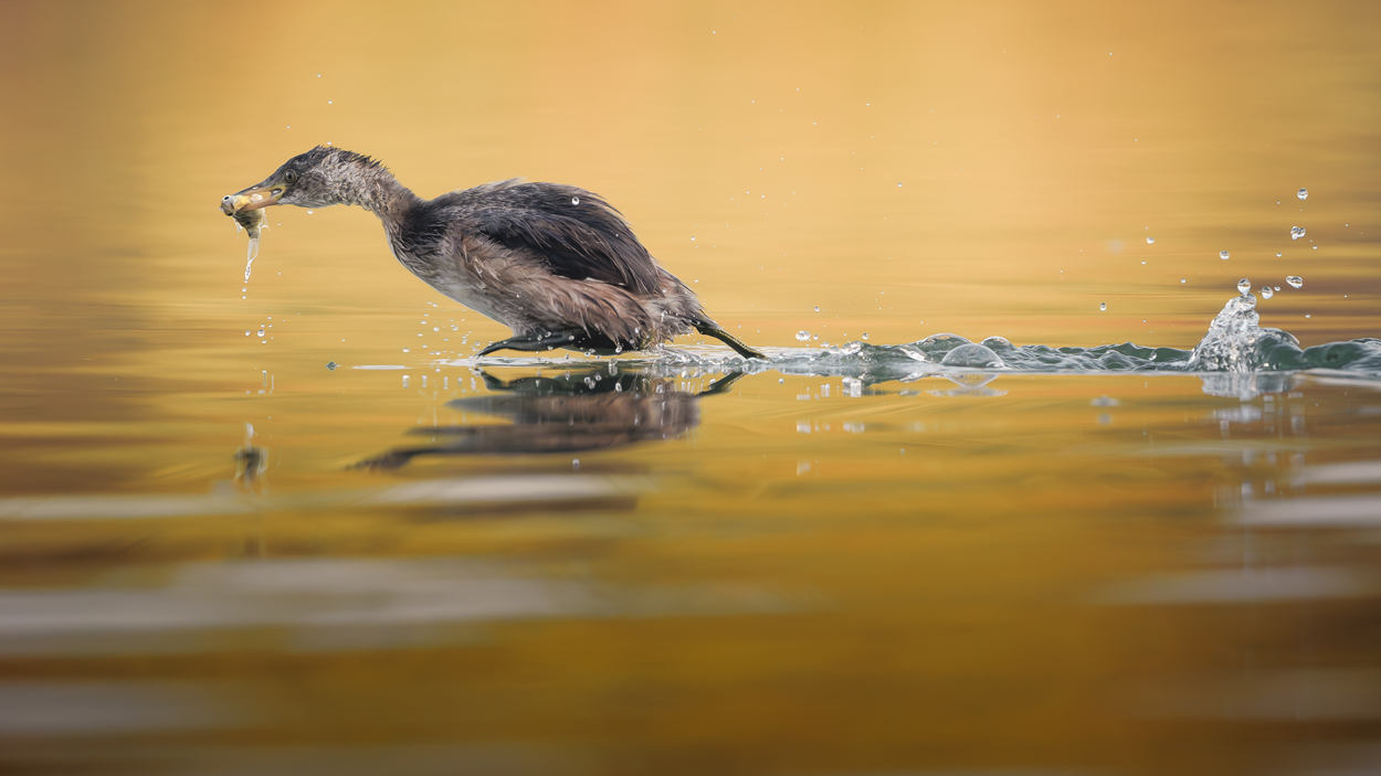 Feather and Fin fishing birds wildlife action photograph 10 by Khaldoon Aldway