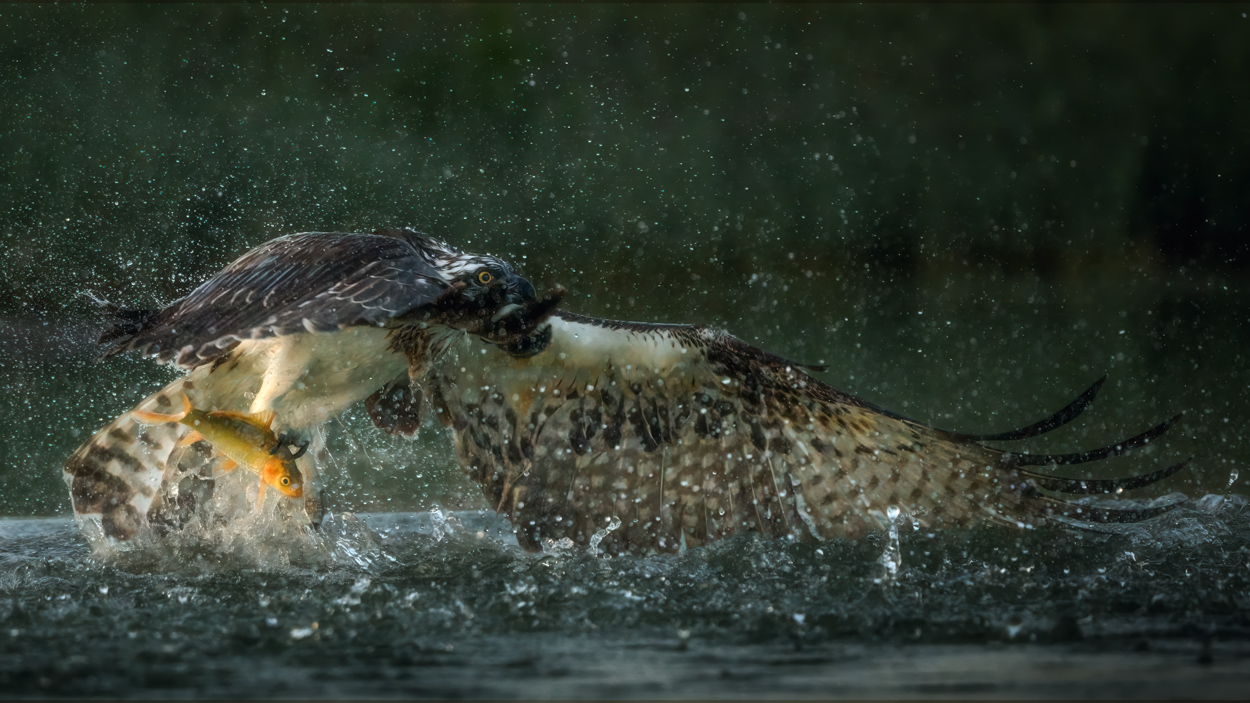 Feather and Fin fishing birds wildlife action photograph 11 by Khaldoon Aldway