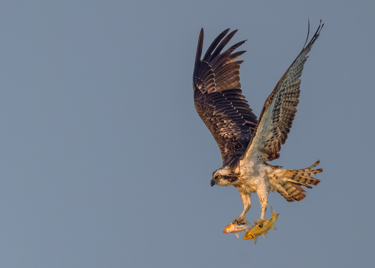 Feather and Fin fishing birds wildlife action photograph 12 by Khaldoon Aldway