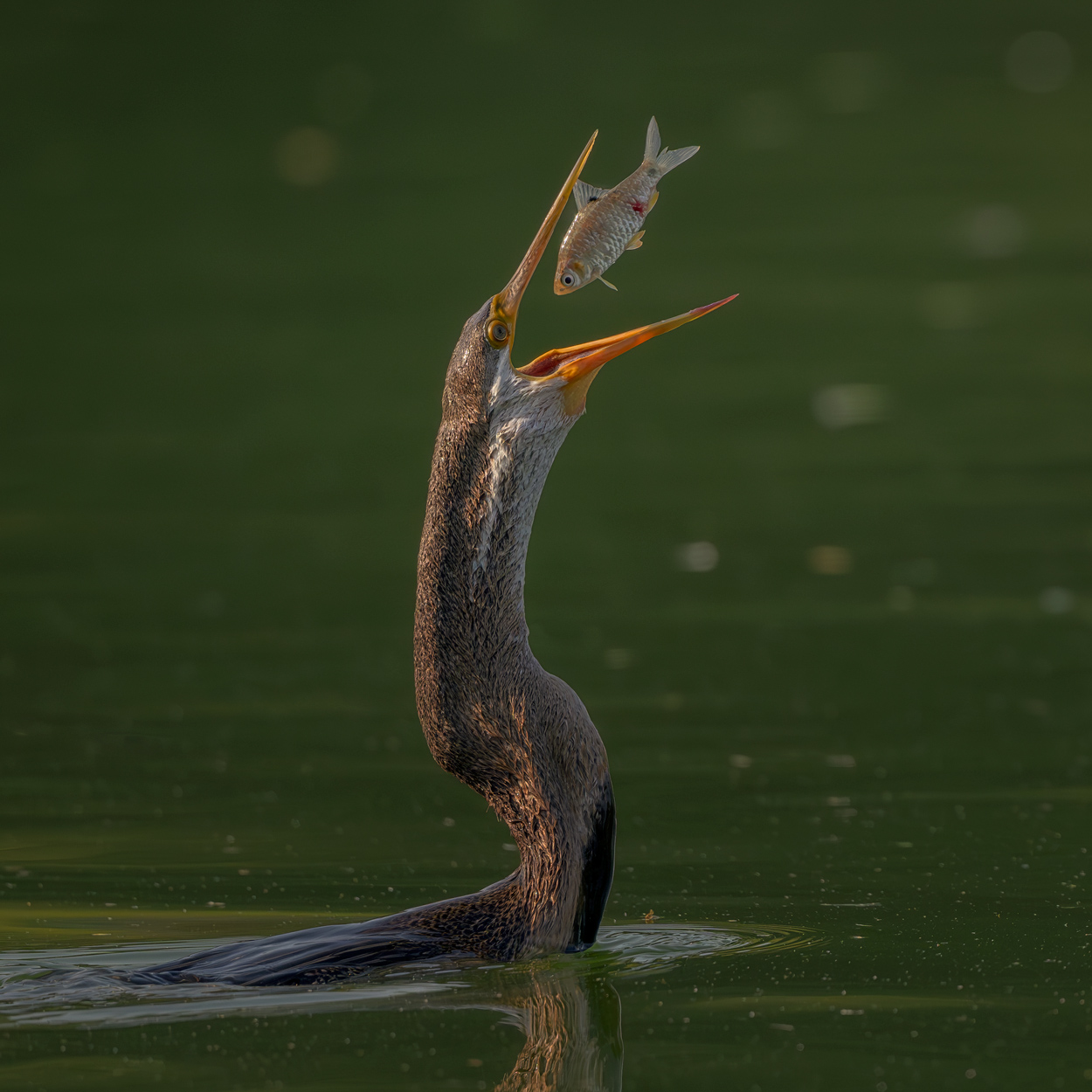 Feather and Fin fishing birds wildlife action photograph 12 by Khaldoon Aldway