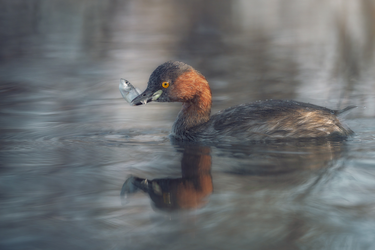 Feather and Fin fishing birds wildlife action photograph 12 by Khaldoon Aldway