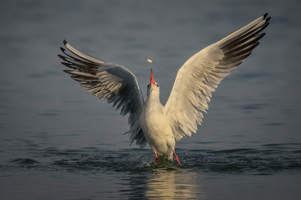 Feather and Fin fishing birds wildlife action photograph 12 by Khaldoon Aldway