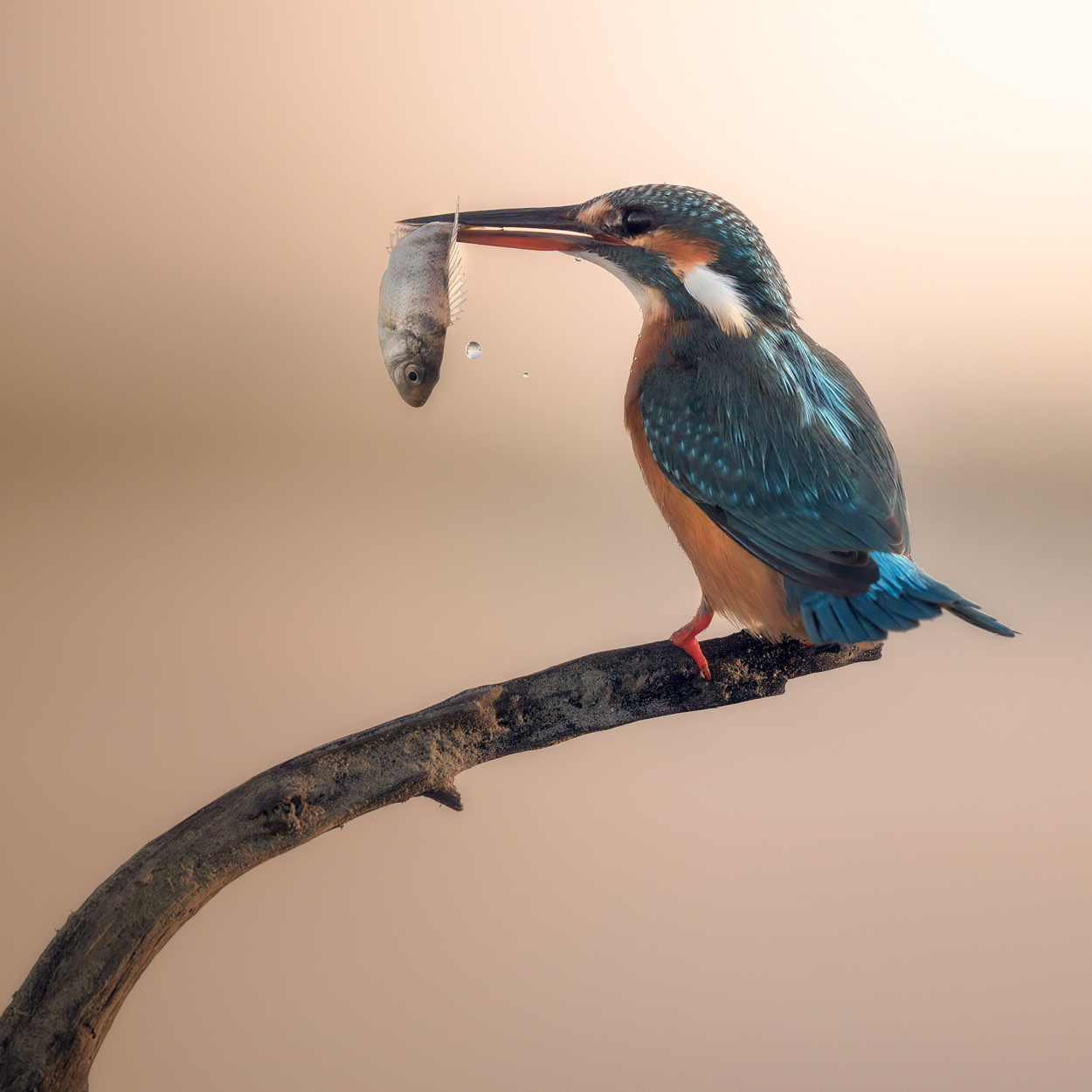 Feather & Fin fishing birds wildlife photography portfolio by Khaldoon Aldway