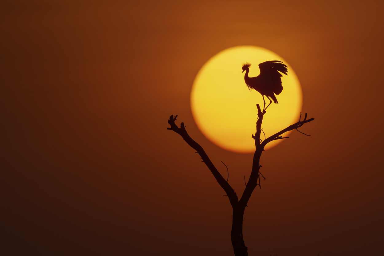 Golden Light wildlife photography portfolio