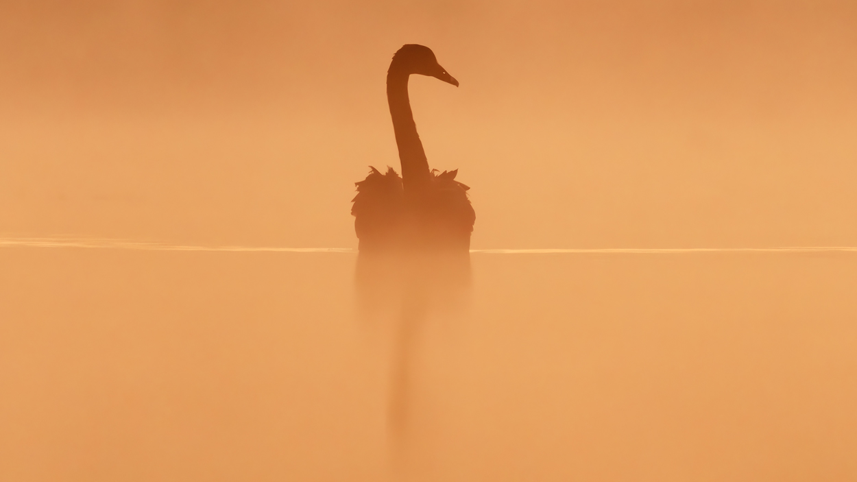 Golden Light fine art wildlife photograph 01 by Khaldoon Aldway