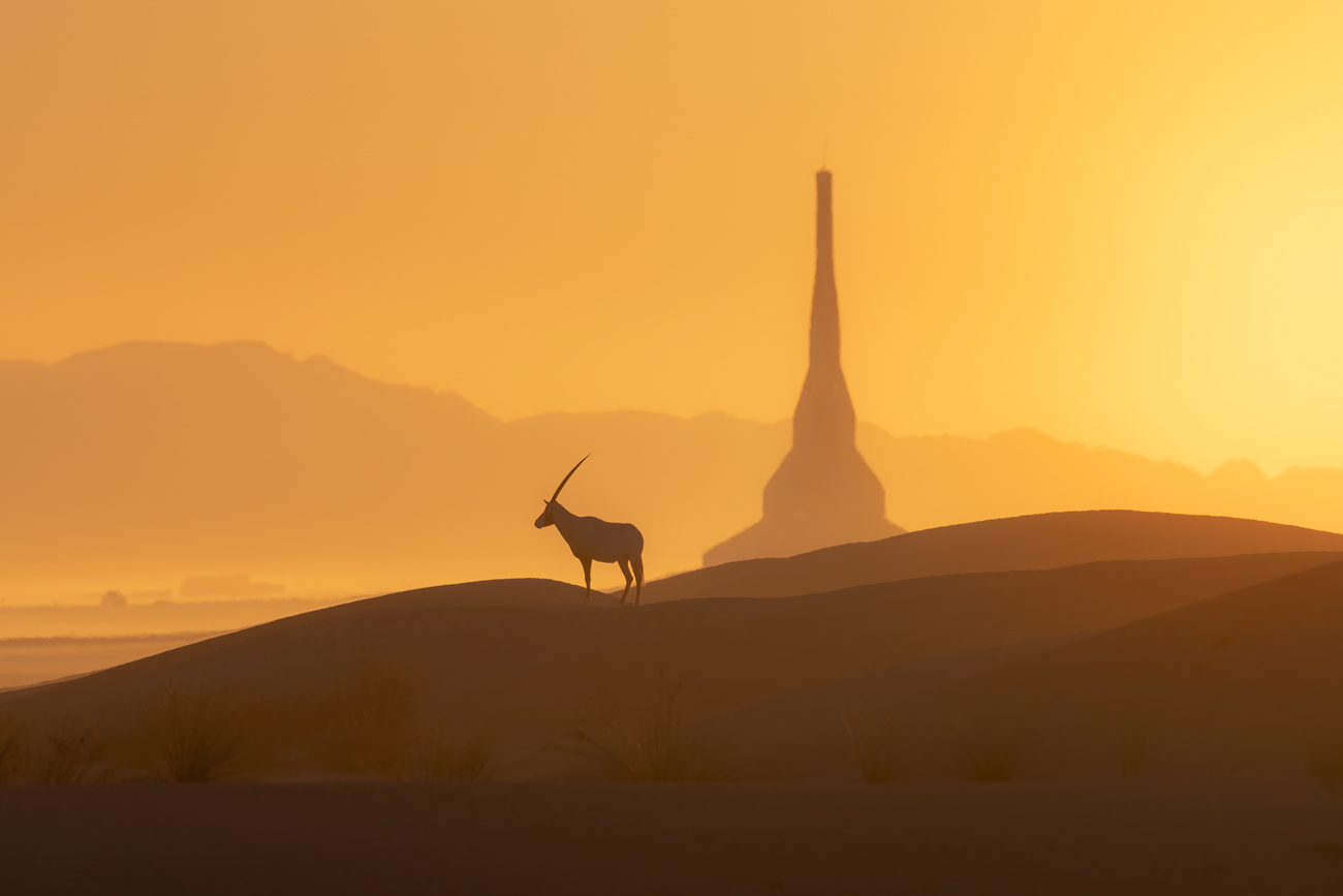 Golden Light fine art wildlife photograph 03 by Khaldoon Aldway