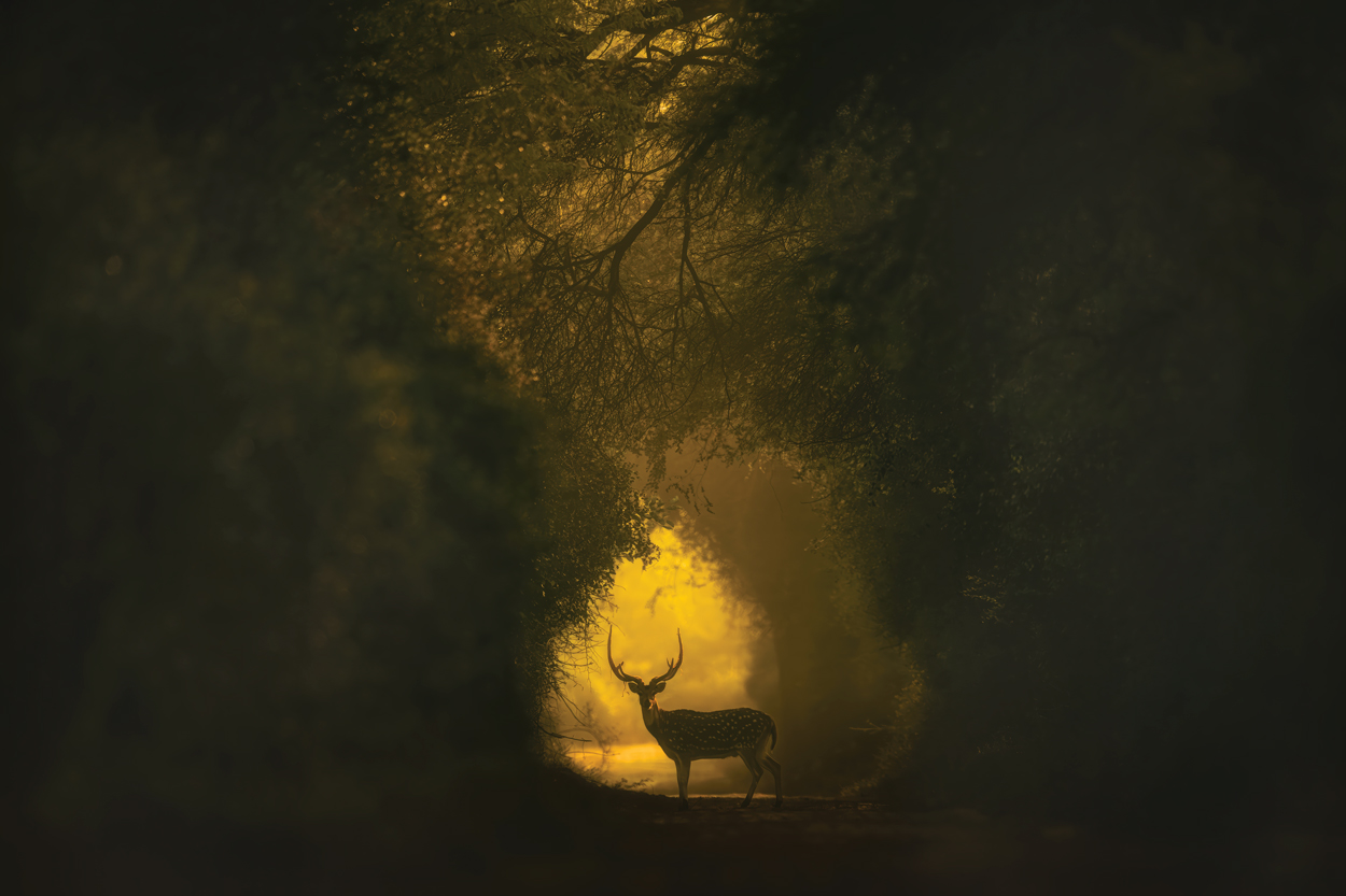 Golden Light fine art wildlife photograph 04 by Khaldoon Aldway