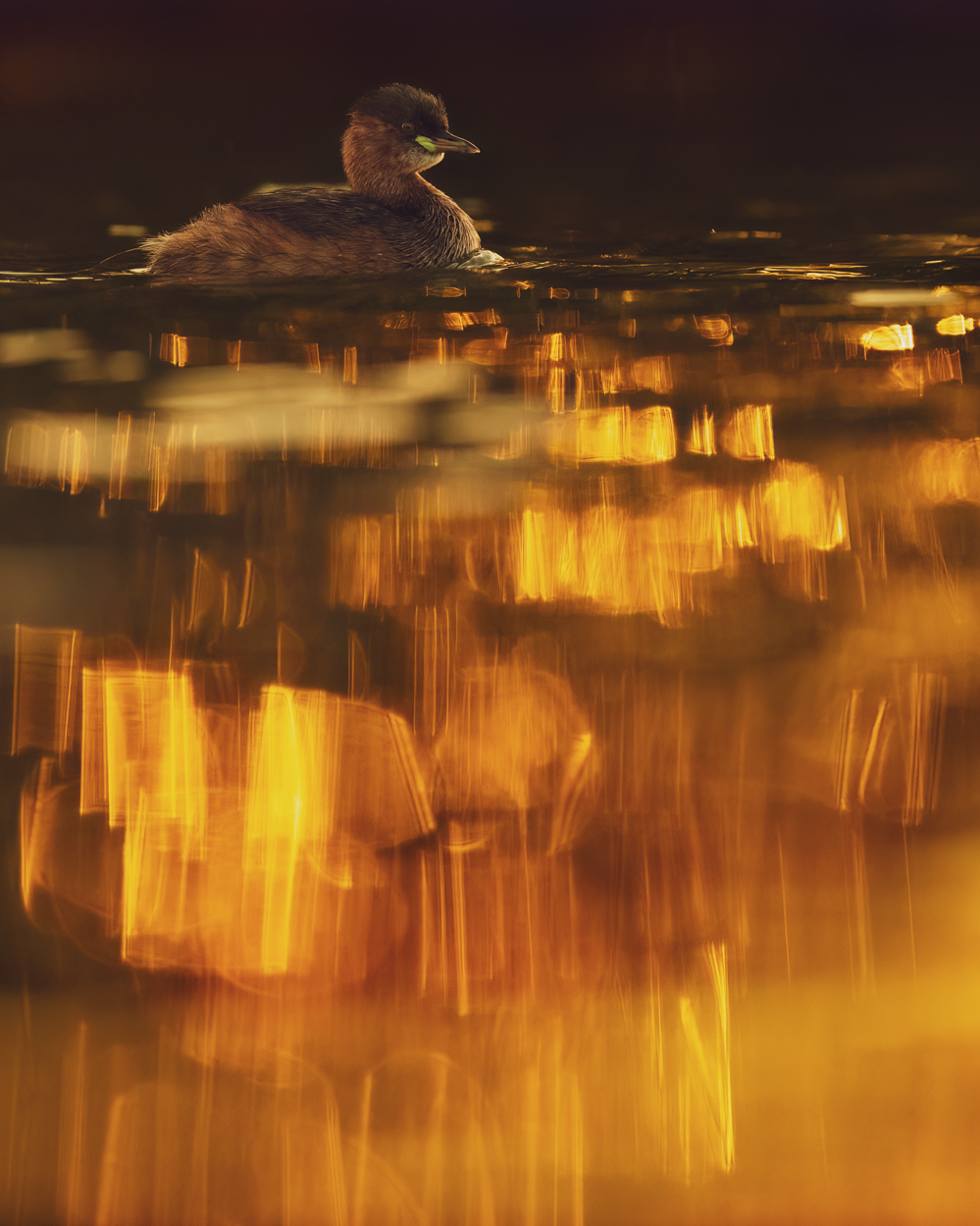 Golden Light fine art wildlife photograph 09 by Khaldoon Aldway