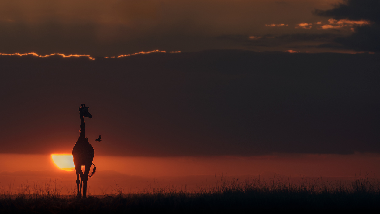 Golden Light fine art wildlife photograph 10 by Khaldoon Aldway