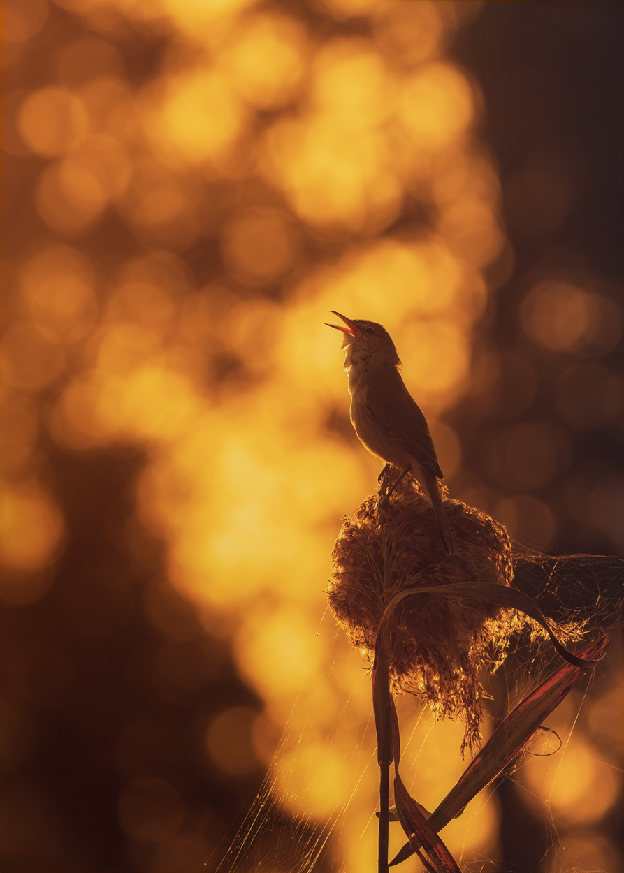 Golden Light fine art wildlife photograph 11 by Khaldoon Aldway