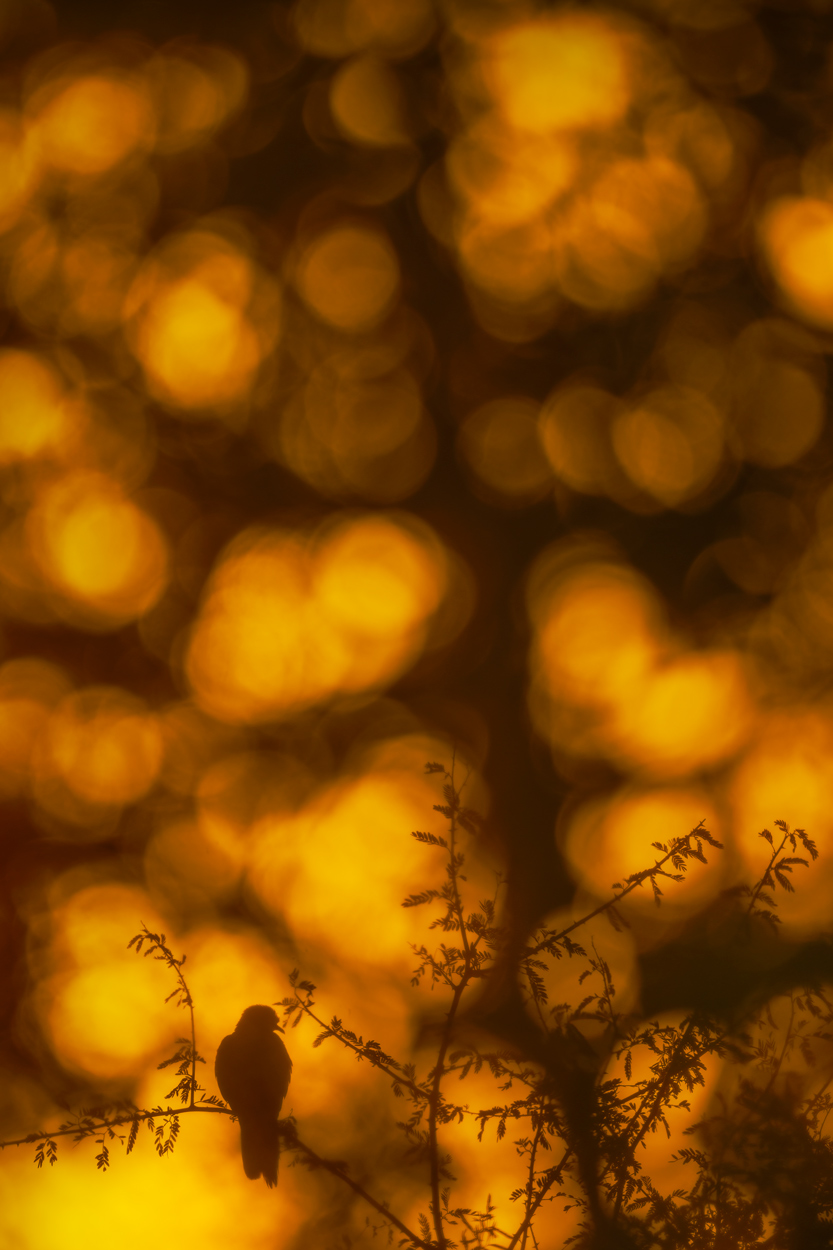 Golden Light fine art wildlife photograph 12 by Khaldoon Aldway