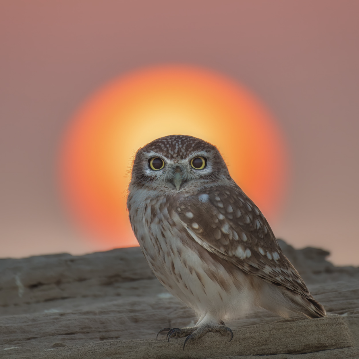 Golden Light wildlife photography portfolio by Khaldoon Aldway