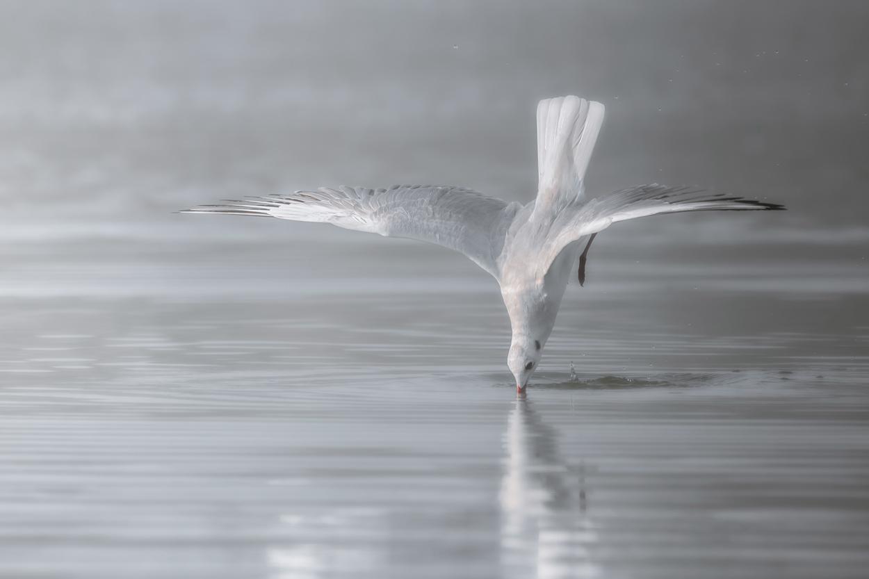 Wildlife photographer anticipating animal movement