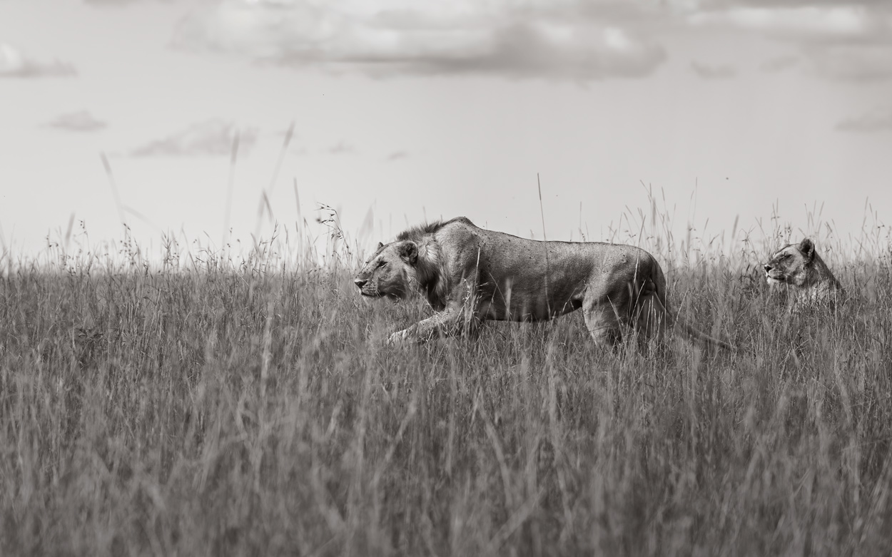 Wildlife body language before movement