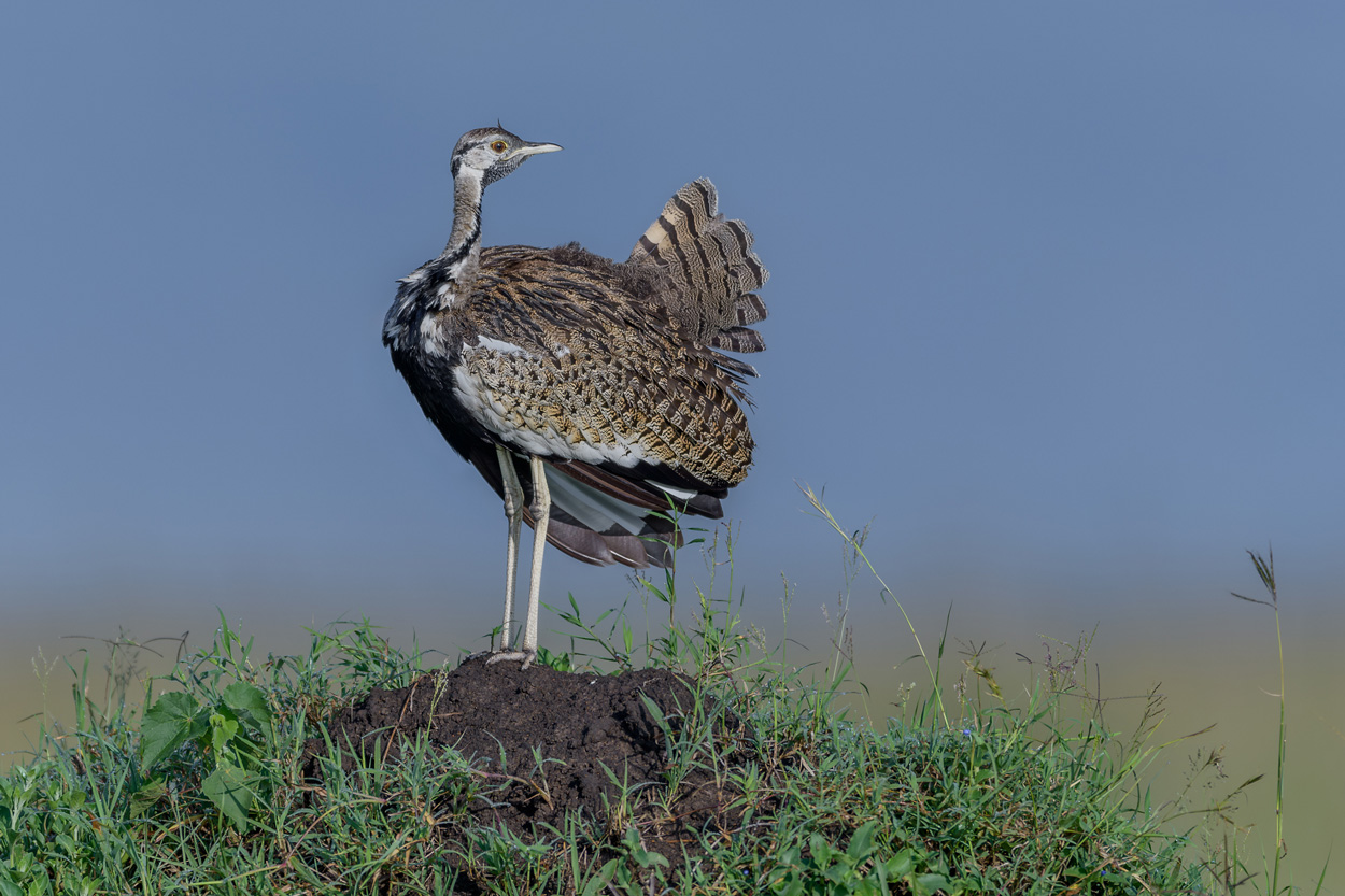 Wildlife photograph with a clean background and simple composition