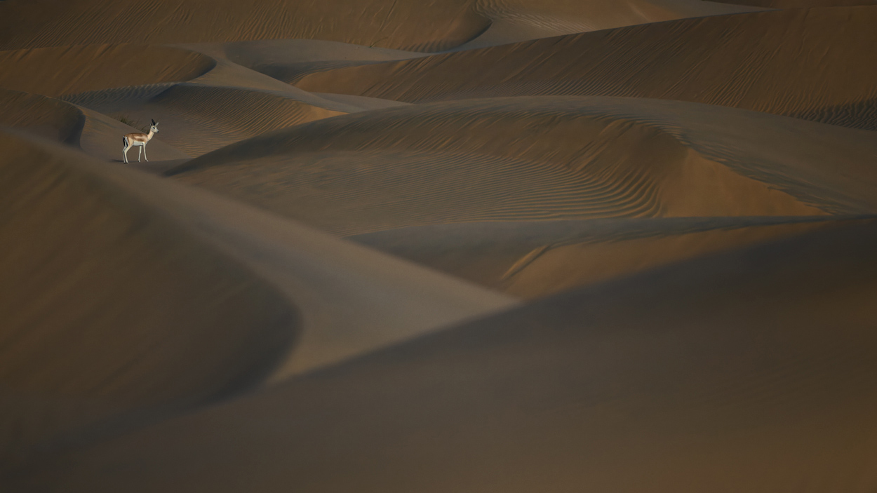 Wildlife photography using negative space in composition