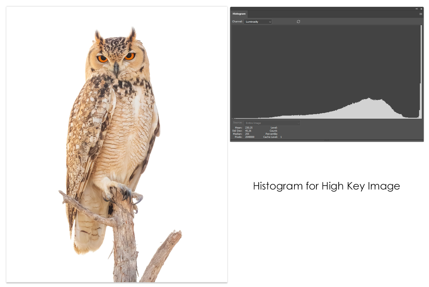 High key photography histogram example