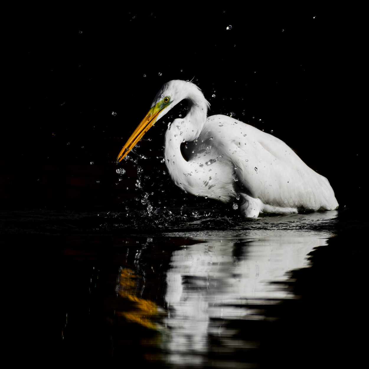 Low Key Wildlife Photography journal article