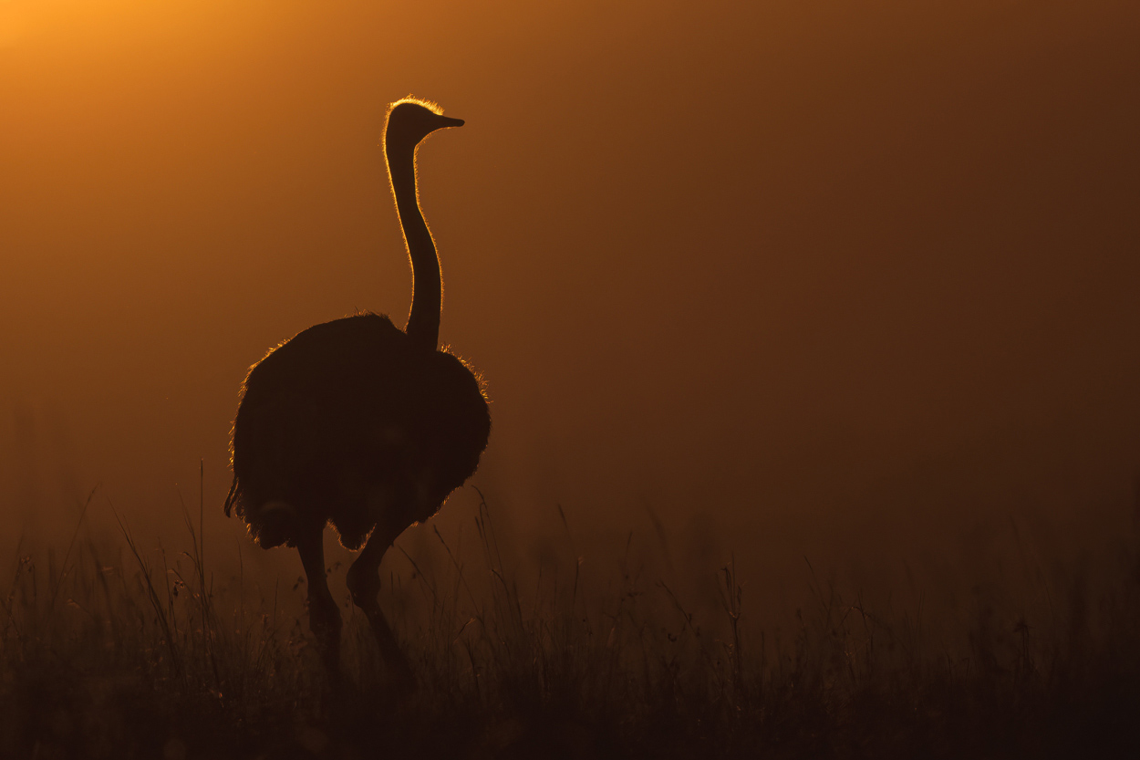 Wildlife photograph in golden hour natural light