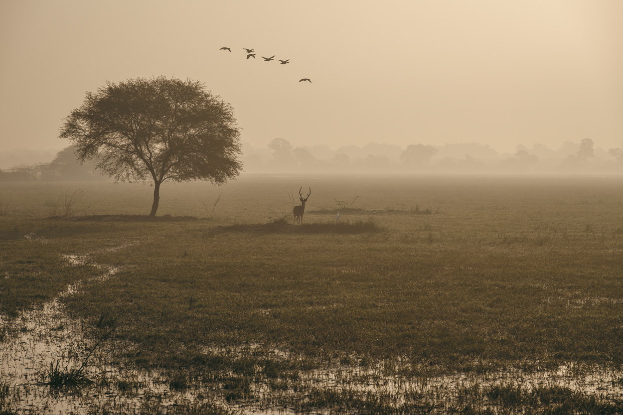Wildlife photograph in soft light, fog, or atmospheric conditions