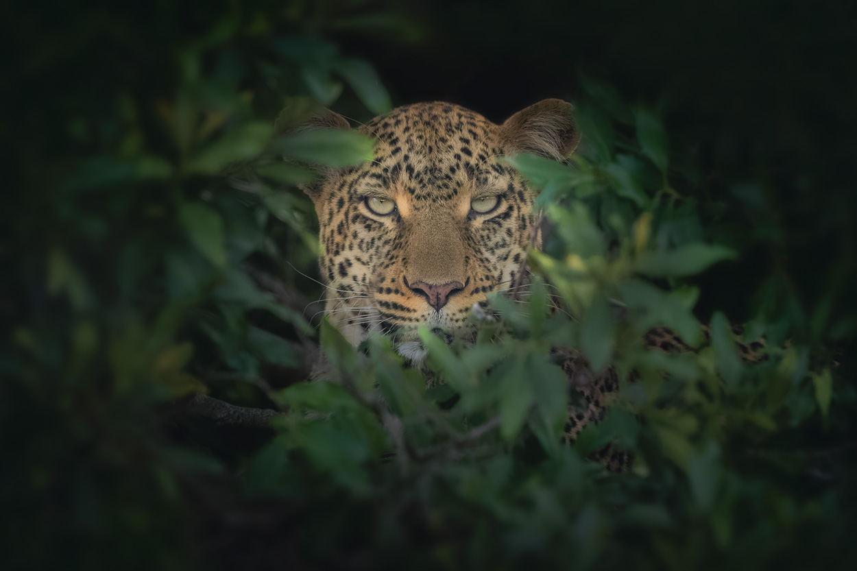 Foreground depth technique in wildlife photography