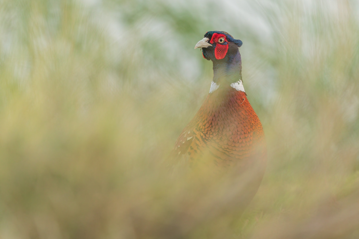 Wildlife photograph using foreground blur and shooting through technique