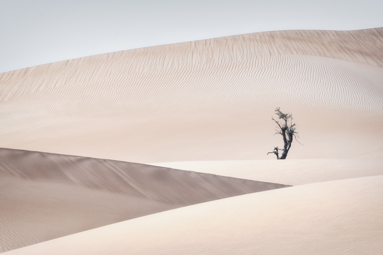 Minimal Desert Life fine art desert wildlife photograph 01 by Khaldoon Aldway
