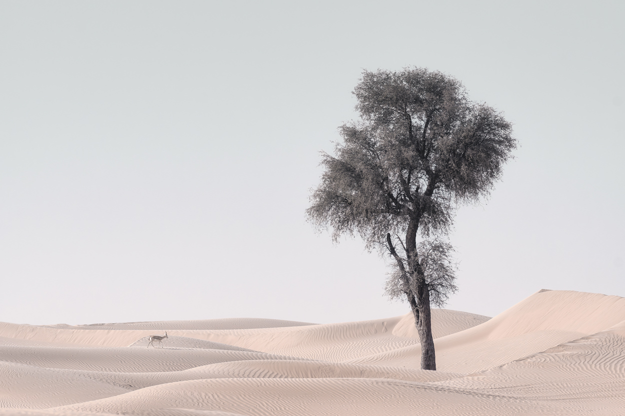 Minimal Desert Life fine art desert wildlife photograph 02 by Khaldoon Aldway