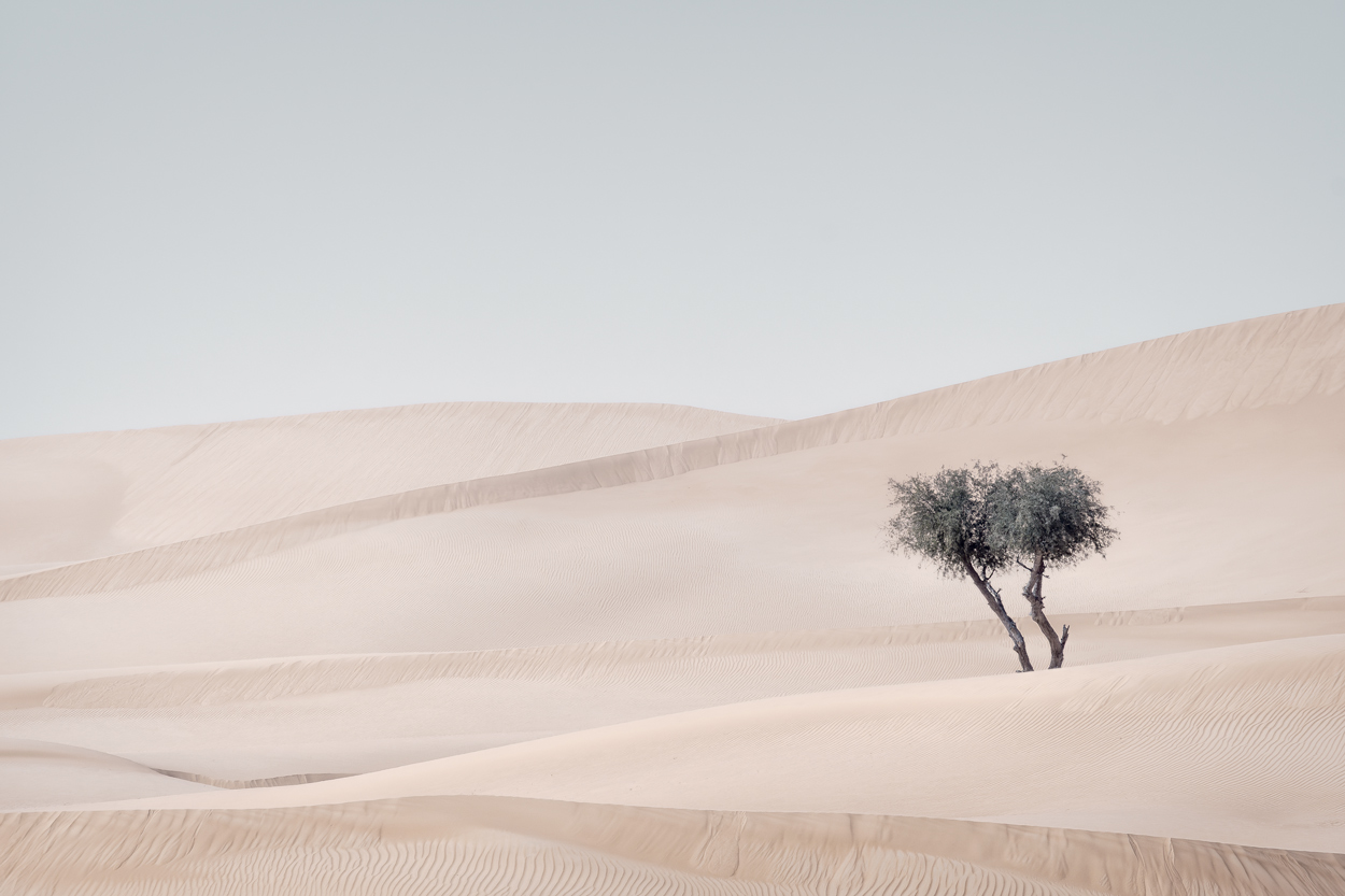 Minimal Desert Life fine art desert wildlife photograph 03 by Khaldoon Aldway