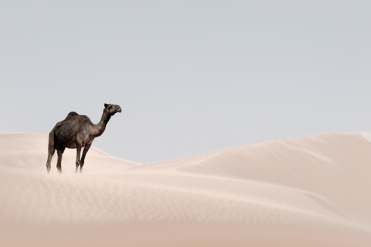 Minimal Desert Life fine art desert wildlife photograph 04 by Khaldoon Aldway