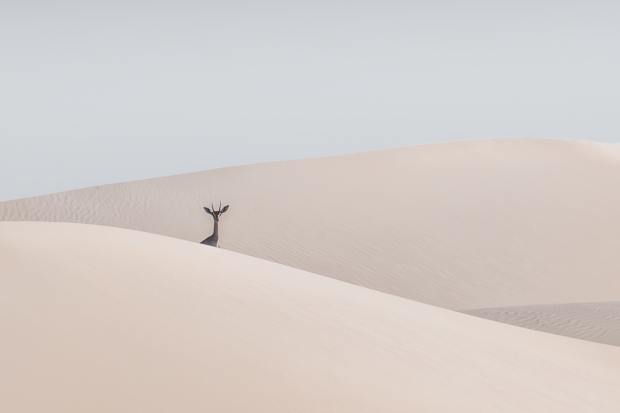 Minimal Desert Life fine art desert wildlife photograph 05 by Khaldoon Aldway