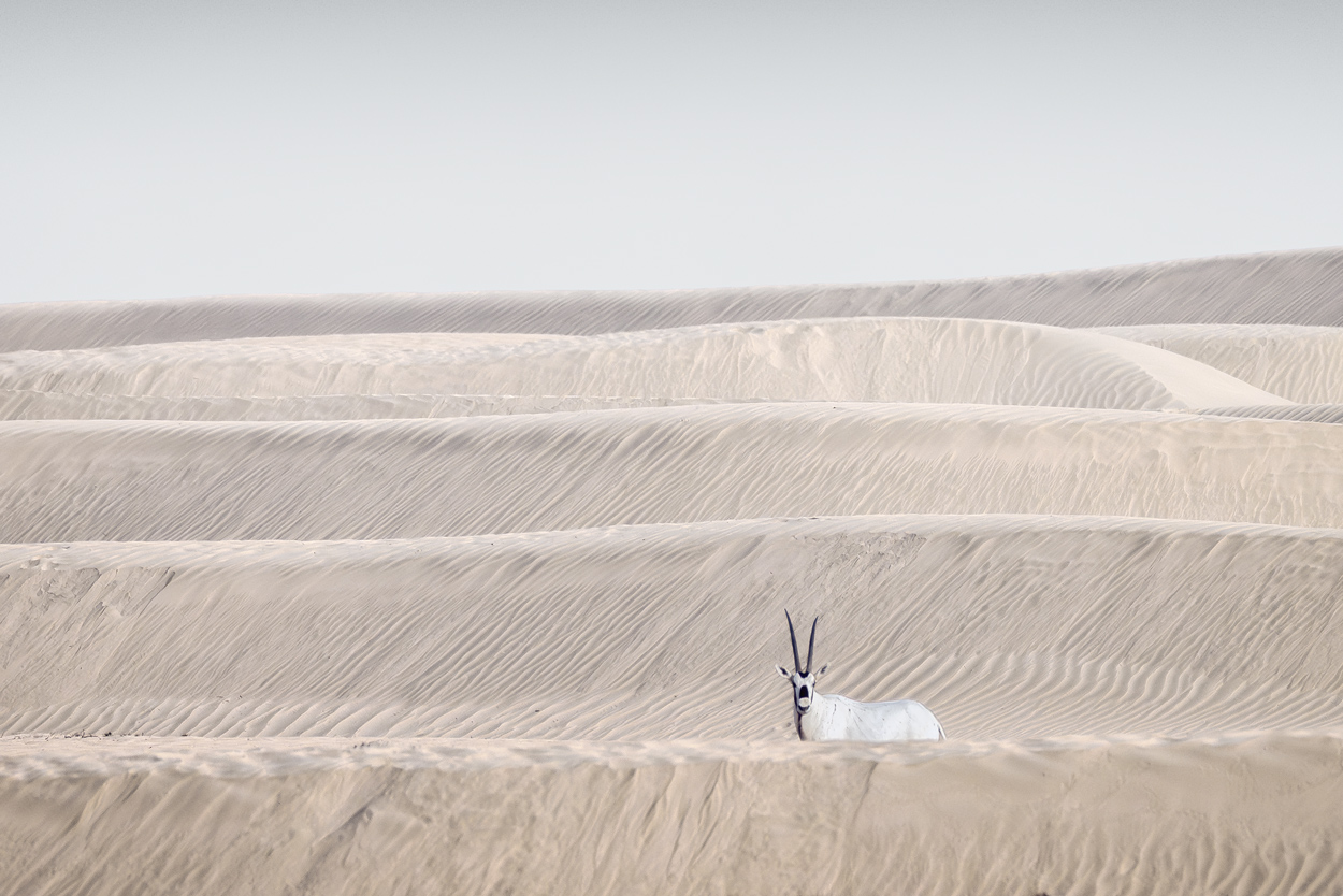 Minimal Desert Life fine art desert wildlife photograph 06 by Khaldoon Aldway