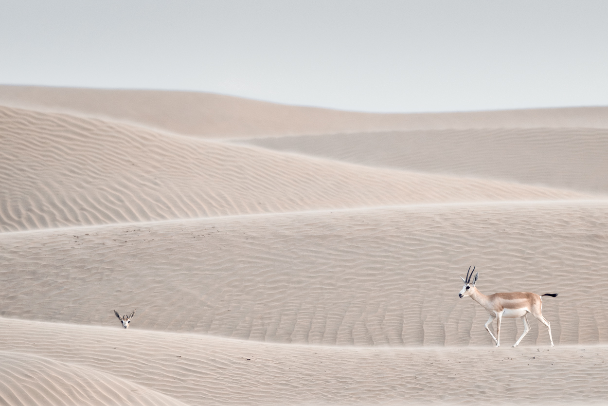Minimal Desert Life fine art desert wildlife photograph 07 by Khaldoon Aldway