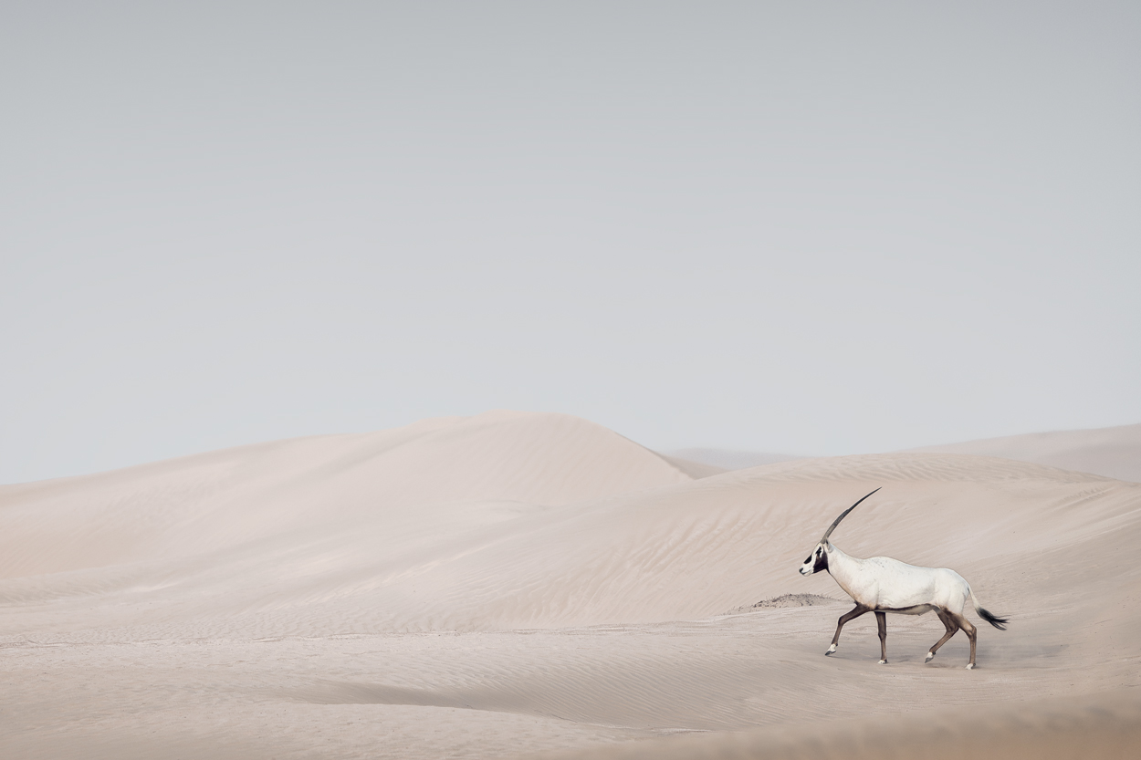 Minimal Desert Life fine art desert wildlife photograph 08 by Khaldoon Aldway
