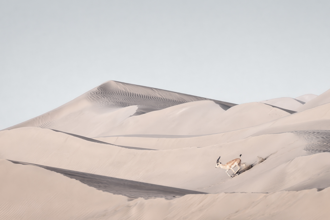 Minimal Desert Life fine art desert wildlife photograph 09 by Khaldoon Aldway