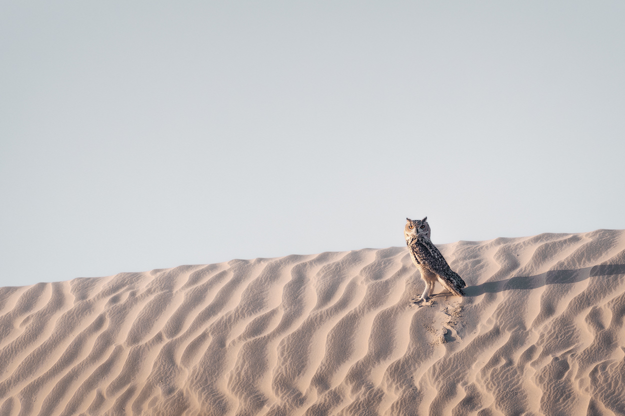 Minimal Desert Life fine art desert wildlife photograph 10 by Khaldoon Aldway