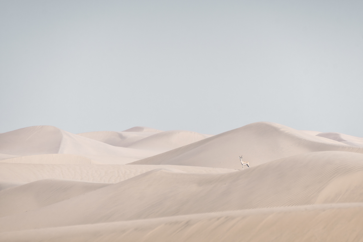 Minimal Desert Life fine art desert wildlife photograph 12 by Khaldoon Aldway