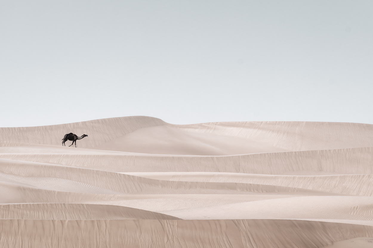 Minimal Desert Life wildlife photography portfolio
