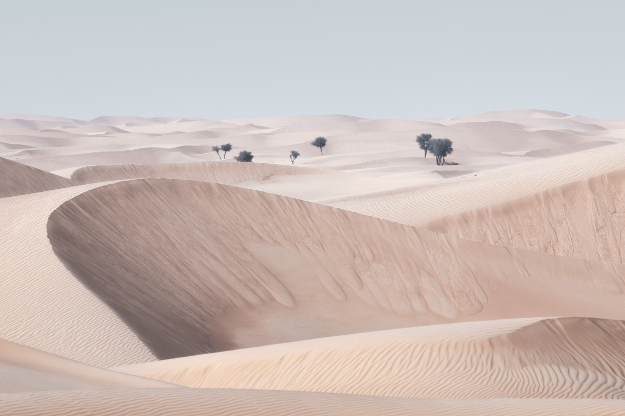 Minimal Desert Life desert wildlife photography portfolio by Khaldoon Aldway