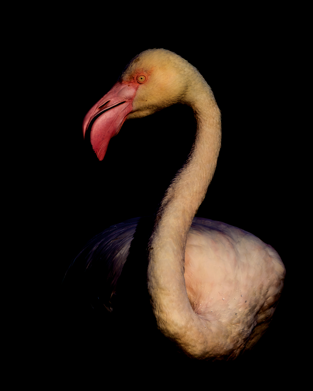On Black Canvas low key wildlife photograph 01 by Khaldoon Aldway