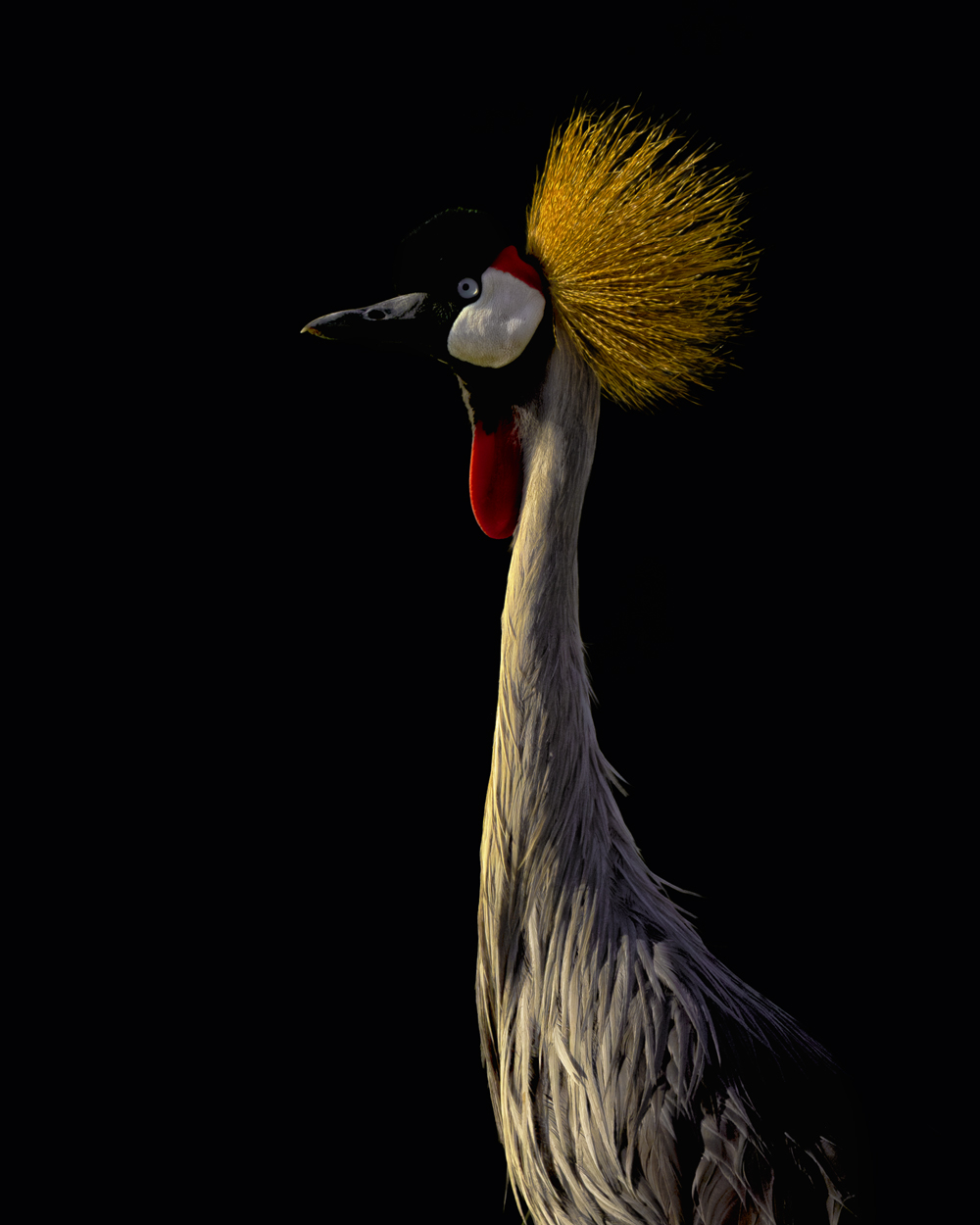 On Black Canvas low key wildlife photograph 02 by Khaldoon Aldway
