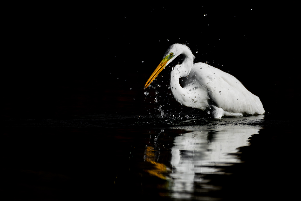 On Black Canvas low key wildlife photograph 03 by Khaldoon Aldway